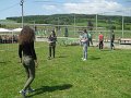 Den deti 2017   174